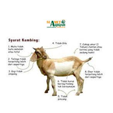 Empat Syarat Memilih Kambing Aqiqah