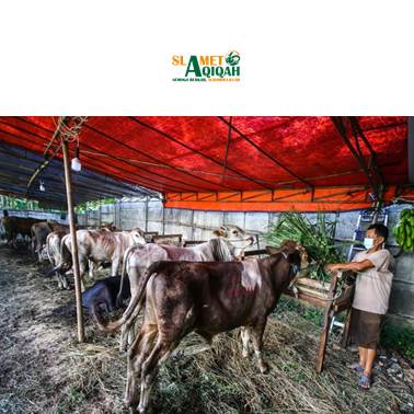 Hukum Qurban Sebelum Aqiqah