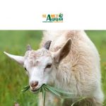 Hukum Aqiqah Bagi Yang Sudah Meninggal