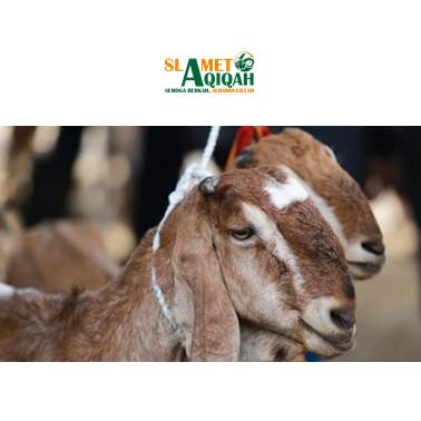 Persamaan Qurban & Aqiqah