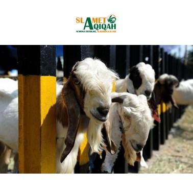 Kumpulan Do’a Tentang Qurban