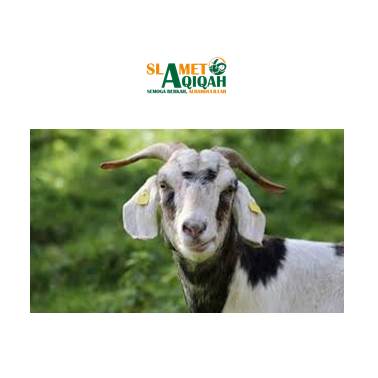 Kriteria Hewan Qurban Anjuran Rasulullah SAW