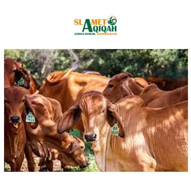 Pengertian & Hukum Qurban Dalam Islam