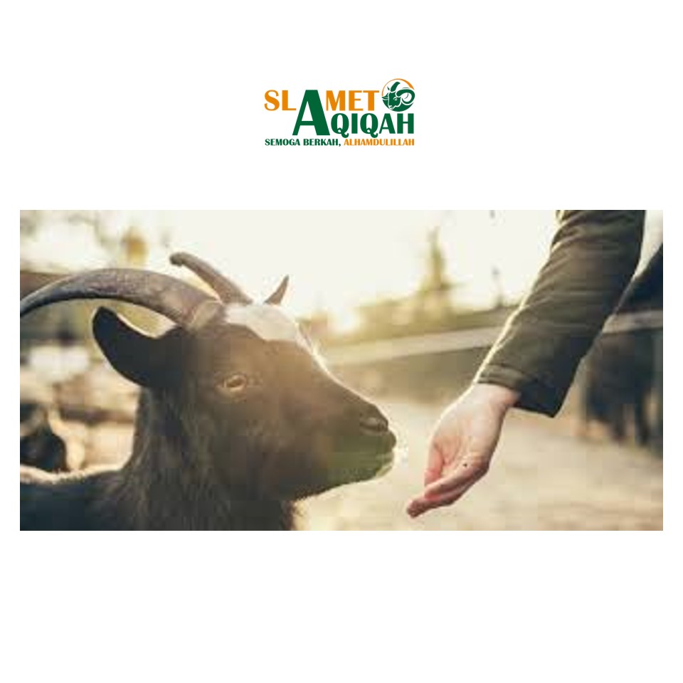 Hakikat Qurban