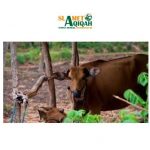 Pesan Moral Ibadah Qurban