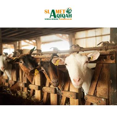 Perbedaan Qurban & Aqiqah