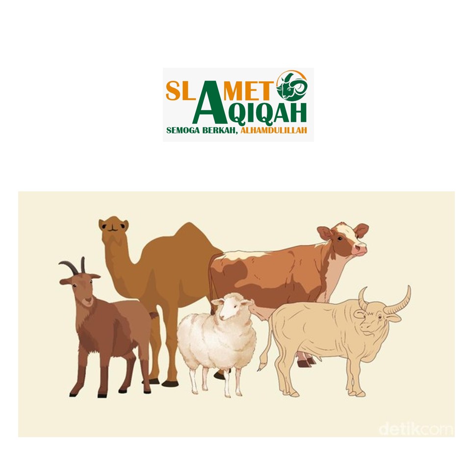 Syarat & Hikmah Berqurban Bagi Umat Islam