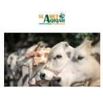 Pahala Bagi Umat Islam Yang Melaksanakan Qurban