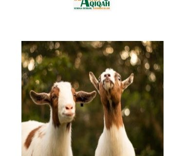 Berbijaklah dalam Memilih Hewan Qurban dengan Memperhatikan Kondisi Hewan
