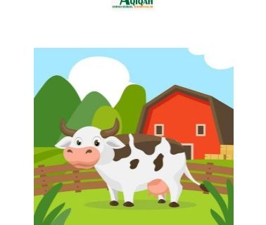 Apakah Seorang Mualaf Wajib Untuk Aqiqah?