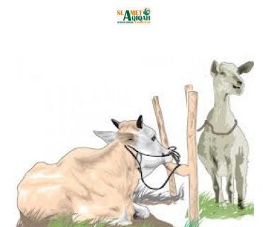 Makna dan Hikmah di Balik Qurban: Lebih dari Sekadar Tradisi