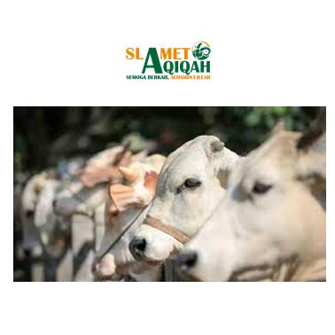 Pahala Bagi Umat Islam Yang Melaksanakan Qurban